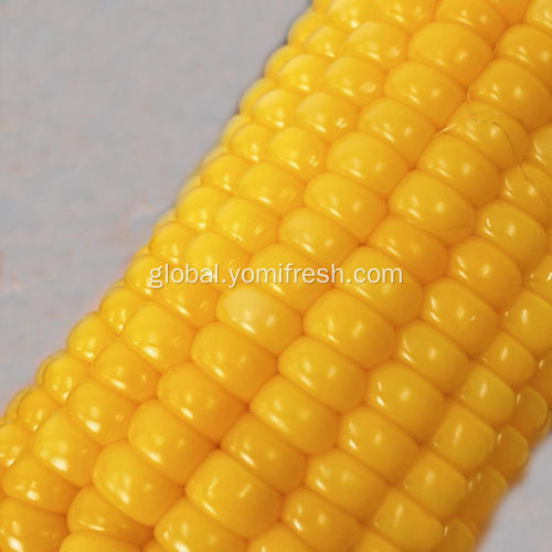 Yellow Waxy Corn Waxy Corn Supplier